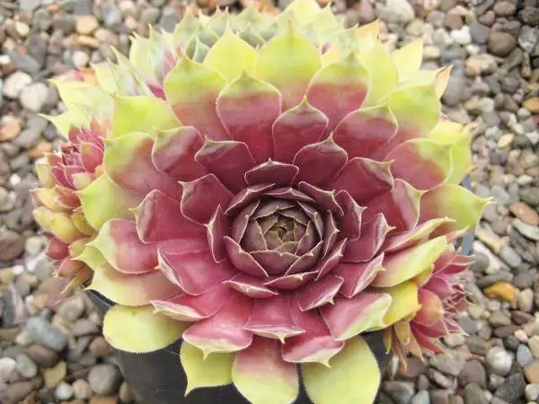Молодило 'БігСем Пінк Помело", Sempervivum x hybridum 'BigSam Pink Pomelo', Р9 - Зображення 2