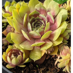 Молодило 'БігСем Пінк Помело", Sempervivum x hybridum 'BigSam Pink Pomelo', Р9