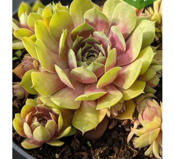 Молодило 'БігСем Пінк Помело", Sempervivum x hybridum 'BigSam Pink Pomelo', Р9