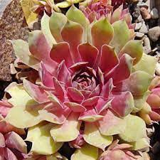 Молодило 'БігСем Пінк Помело", Sempervivum x hybridum 'BigSam Pink Pomelo', Р9 - Зображення 3