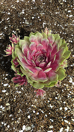 Молодило 'БігСем Пінк Помело", Sempervivum x hybridum 'BigSam Pink Pomelo', Р9 - Зображення 4