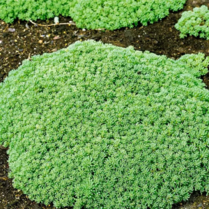 Очиток іспанський, Sedum hispanicum, Р9