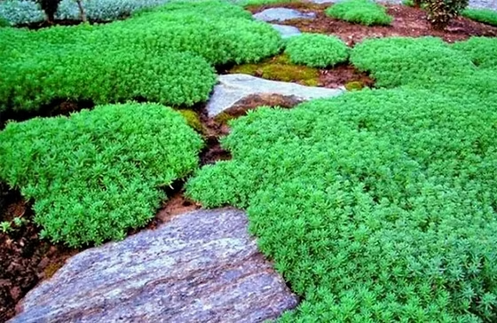 Очиток іспанський, Sedum hispanicum, Р9 - Зображення 2