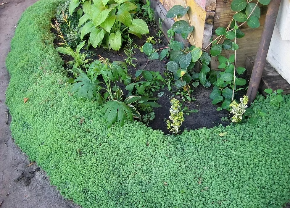 Очиток іспанський, Sedum hispanicum, Р9 - Зображення 3