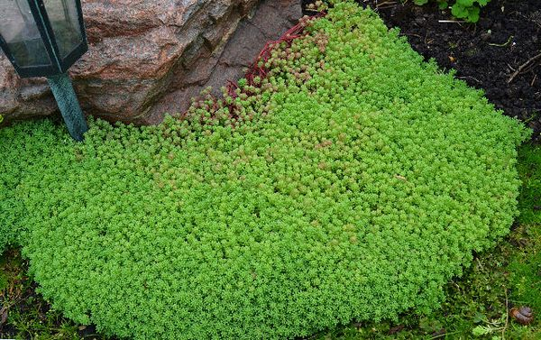 Очиток іспанський, Sedum hispanicum, Р9 - Зображення 4