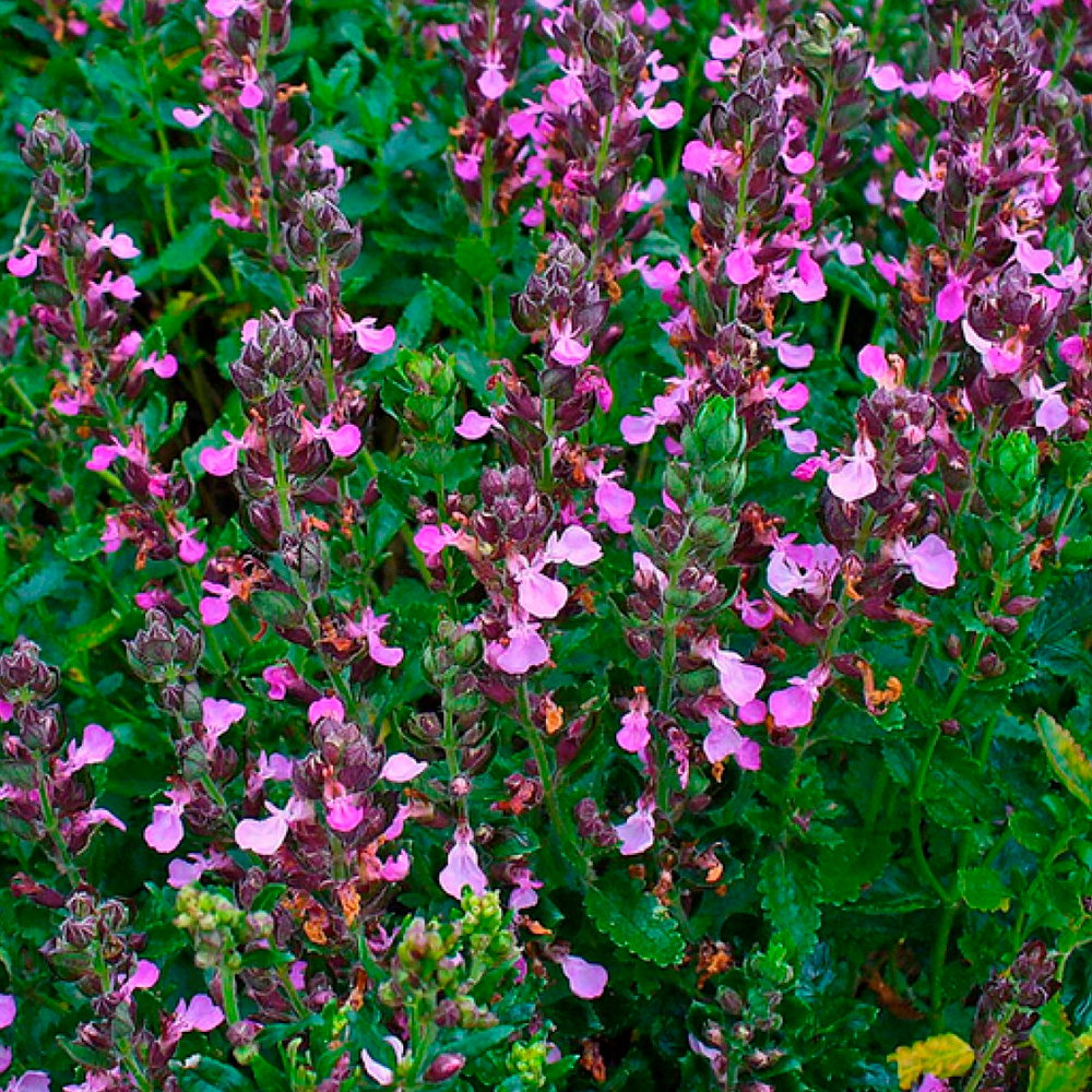 Дібровник (самосил) вічнозелений, Teucrium chamaedrys, С1, 5 - Зображення 2
