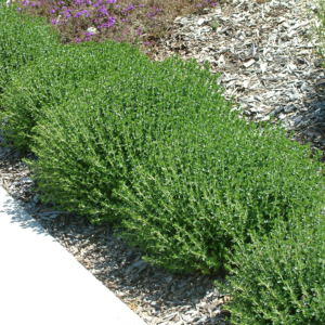 Дібровник (самосил) вічнозелений, Teucrium chamaedrys, С1, 5
