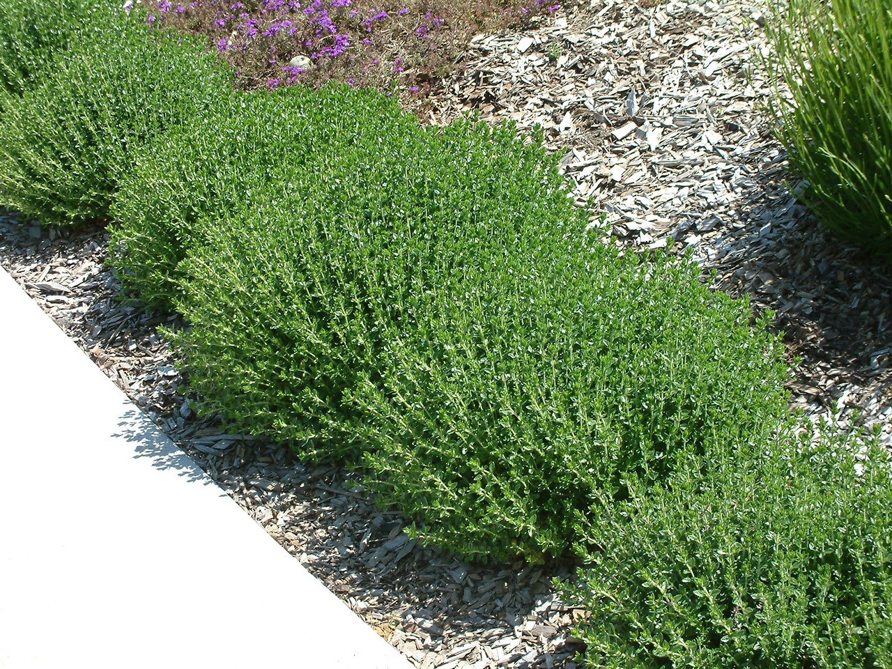 Дібровник (самосил) вічнозелений, Teucrium chamaedrys, С1, 5