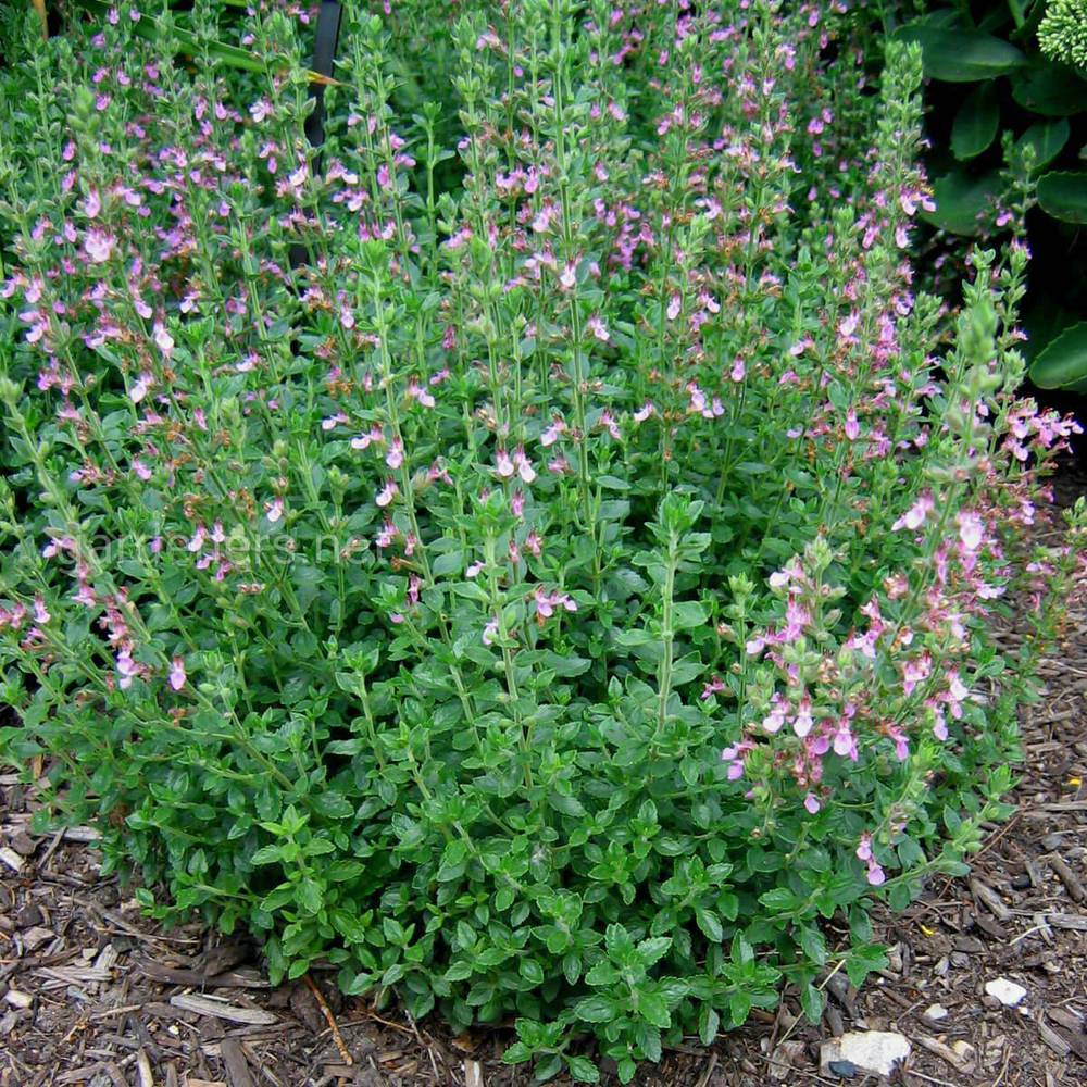 Дібровник (самосил) вічнозелений, Teucrium chamaedrys, С1, 5 - Зображення 3