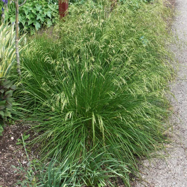 Щучка дерниста "Піксі Фонтейн", Deschampsia cespitosa 'Pixie Fountain', Р9 - Зображення 3