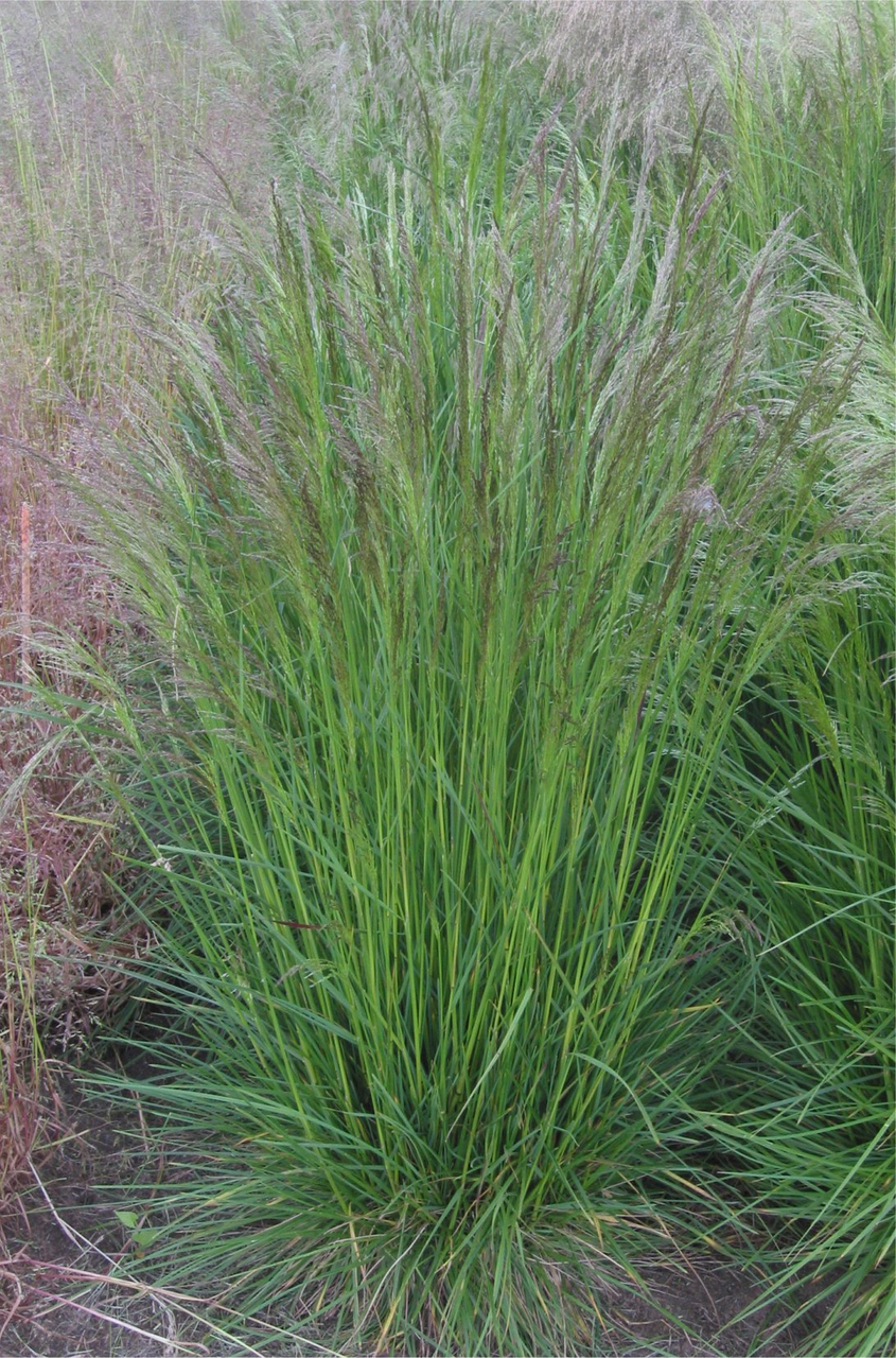 Щучка дерниста "Піксі Фонтейн", Deschampsia cespitosa 'Pixie Fountain', Р9 - Зображення 4