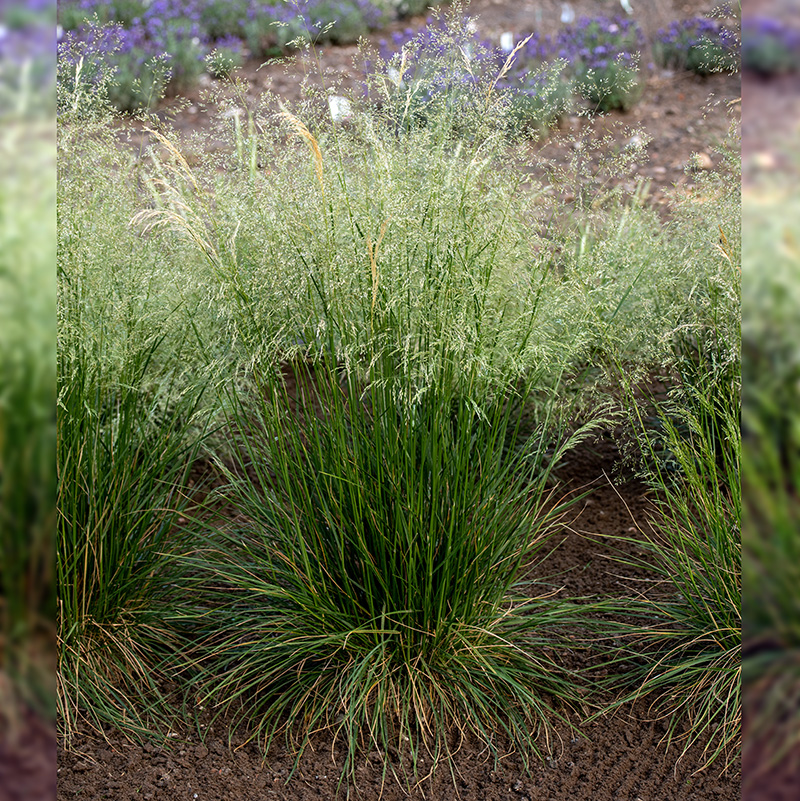 Щучка дерниста "Піксі Фонтейн", Deschampsia cespitosa 'Pixie Fountain', Р9 - Зображення 2