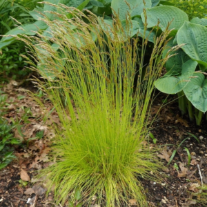 Щучка дерниста "Піксі Фонтейн", Deschampsia cespitosa 'Pixie Fountain', Р9