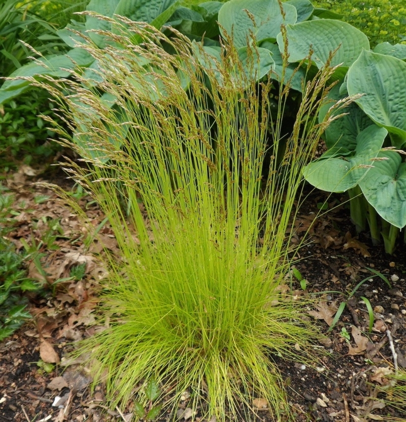 Щучка дерниста "Піксі Фонтейн", Deschampsia cespitosa 'Pixie Fountain', Р9