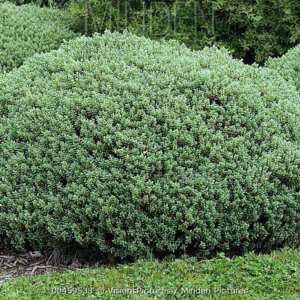Хебе товстолисте, Hebe pinguifolia, С1, 5