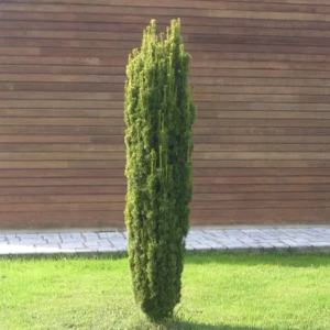 Тис ягідний 'Давід', Taxus baccata 'David', С1, 5