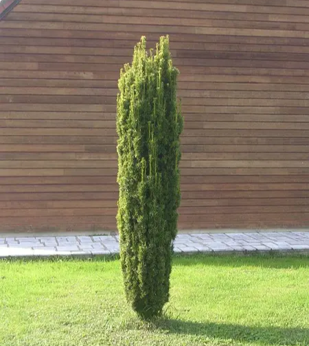 Тис ягідний 'Давід', Taxus baccata 'David', С1, 5