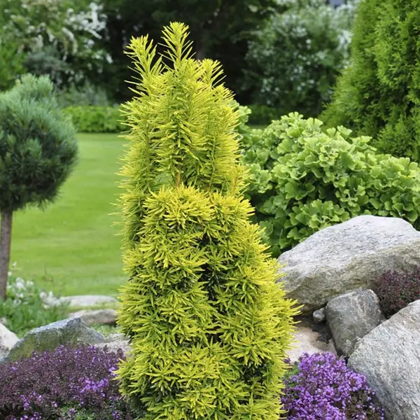 Тис ягідний 'Давід', Taxus baccata 'David', С1, 5 - Зображення 2