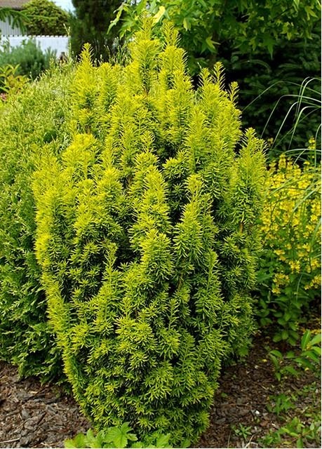 Тис ягідний 'Давід', Taxus baccata 'David', С1, 5 - Зображення 3