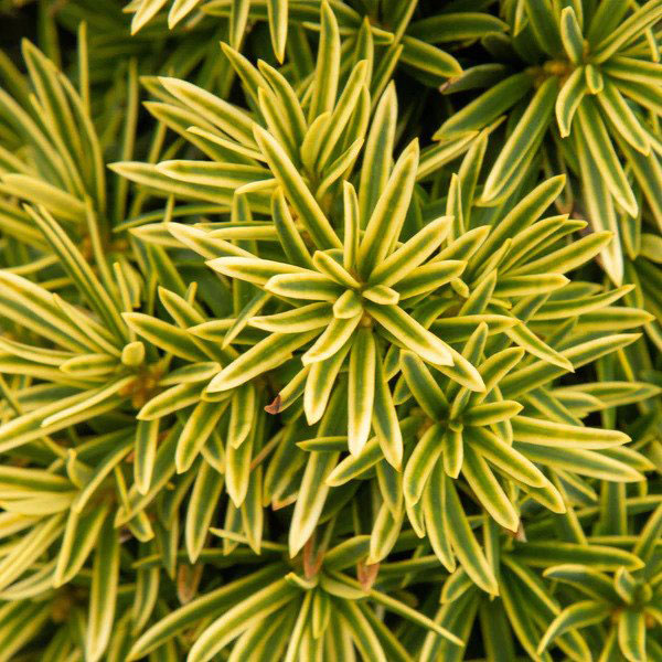 Тис ягідний 'Давід', Taxus baccata 'David', С1, 5 - Зображення 4