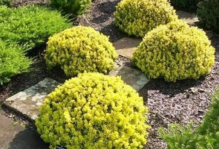 Барбарис Тунберга 'Голдаліта', Berberis thunbergii 'Goldalita', С1, 5 - Зображення 2