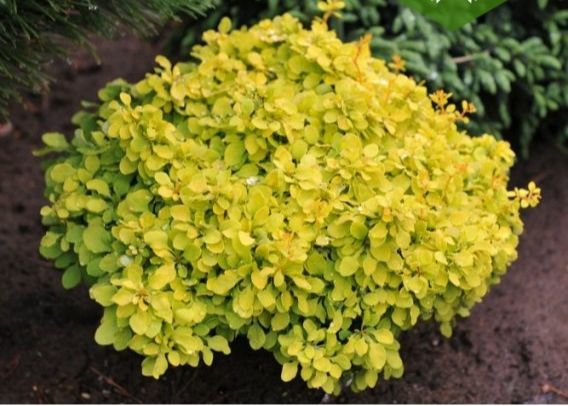 Барбарис Тунберга 'Голдаліта', Berberis thunbergii 'Goldalita', С1, 5 - Зображення 4