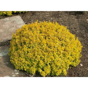 Барбарис Тунберга "Tіні Голд", Berberis thunbergii 'Tiny Gold', С1, 5