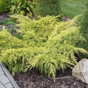 Ялівець середній "Олд Голд", Juniperus x pfitzeriana 'Old Gold', С1, 5