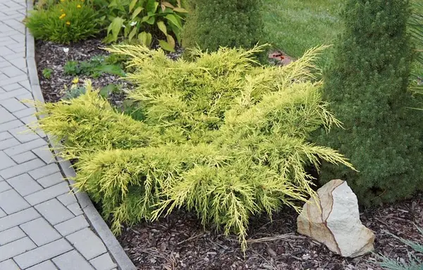 Ялівець середній "Олд Голд", Juniperus x pfitzeriana 'Old Gold', С1, 5