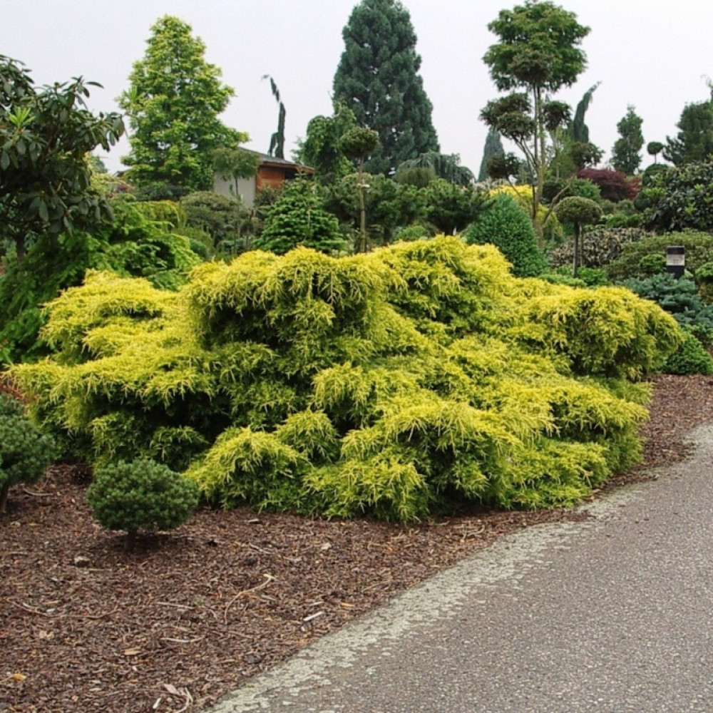Ялівець середній "Олд Голд", Juniperus x pfitzeriana 'Old Gold', С1, 5 - Зображення 2