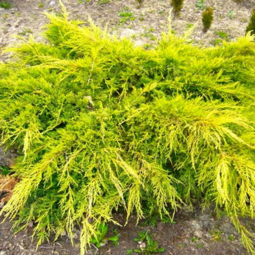 Ялівець середній "Олд Голд", Juniperus x pfitzeriana 'Old Gold', С1, 5 - Зображення 3