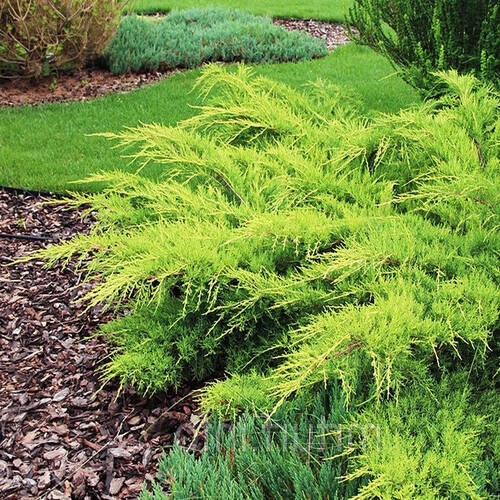 Ялівець середній "Олд Голд", Juniperus x pfitzeriana 'Old Gold', С1, 5 - Зображення 4