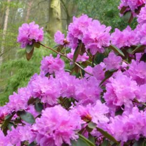Рододендрон 'P. J. Mezitt', Rhododendron 'P. J. Mezitt', С1, 5