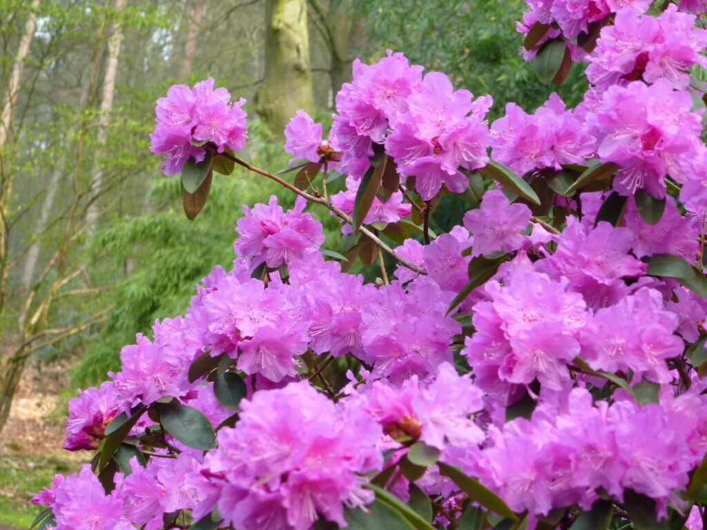 Рододендрон 'P. J. Mezitt', Rhododendron 'P. J. Mezitt', С1, 5
