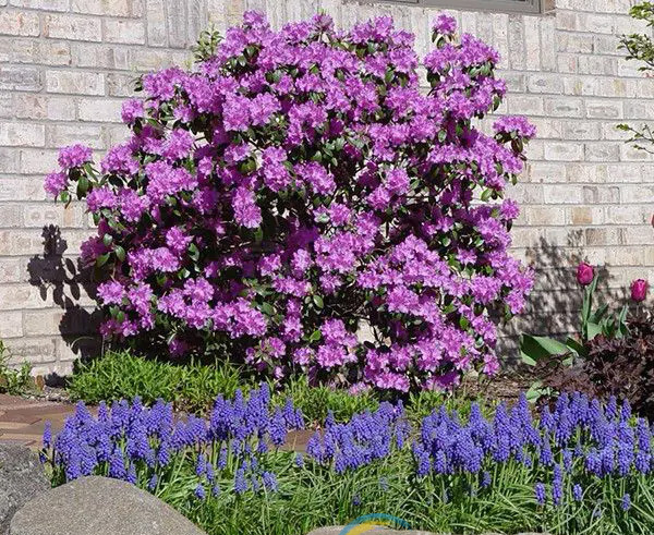 Рододендрон 'P. J. Mezitt', Rhododendron 'P. J. Mezitt', С1, 5 - Зображення 2