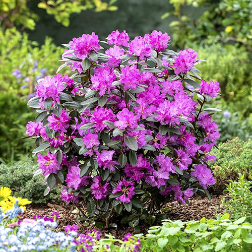 Рододендрон 'P. J. Mezitt', Rhododendron 'P. J. Mezitt', С1, 5 - Зображення 3