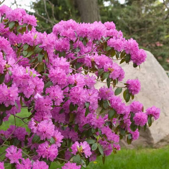 Рододендрон 'P. J. Mezitt', Rhododendron 'P. J. Mezitt', С1, 5 - Зображення 4