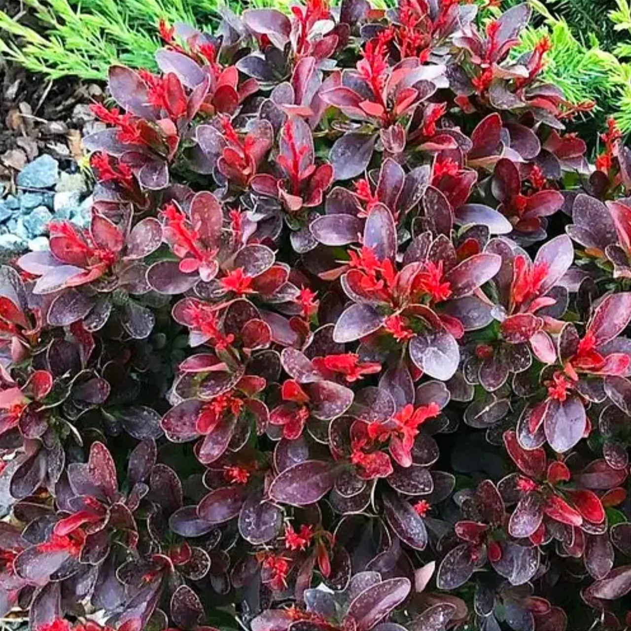 Барбарис Тунберга 'Атропурсурея Нана', Berberis Thunbergii 'Atropurpurea Nana', С1, 5 - Зображення 2