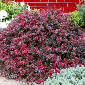 Барбарис Тунберга 'Атропурсурея Нана', Berberis Thunbergii 'Atropurpurea Nana', С1, 5