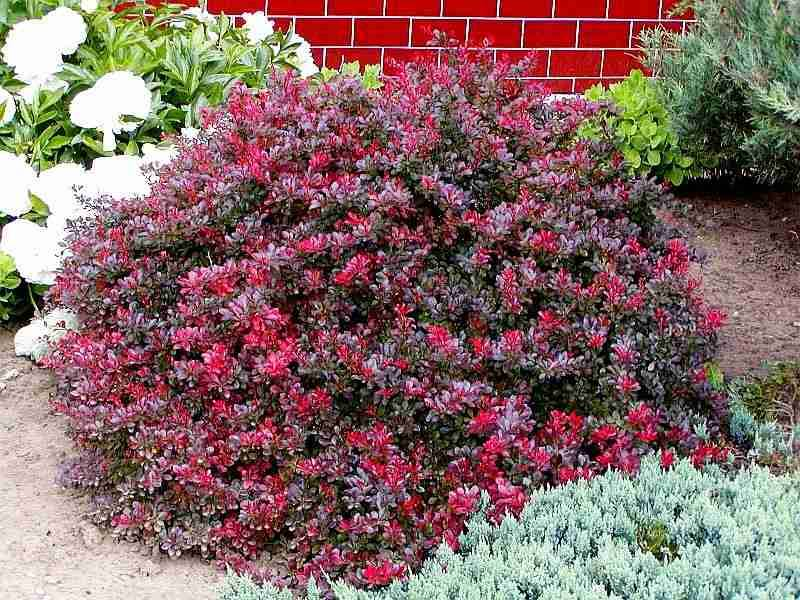 Барбарис Тунберга 'Атропурсурея Нана', Berberis Thunbergii 'Atropurpurea Nana', С1, 5