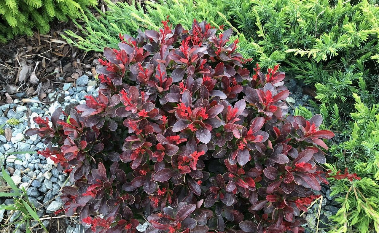 Барбарис Тунберга 'Атропурсурея Нана', Berberis Thunbergii 'Atropurpurea Nana', С1, 5 - Зображення 3
