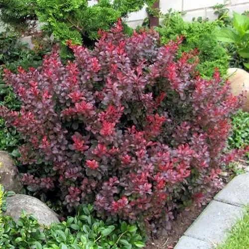 Барбарис Тунберга 'Атропурсурея Нана', Berberis Thunbergii 'Atropurpurea Nana', С1, 5 - Зображення 4