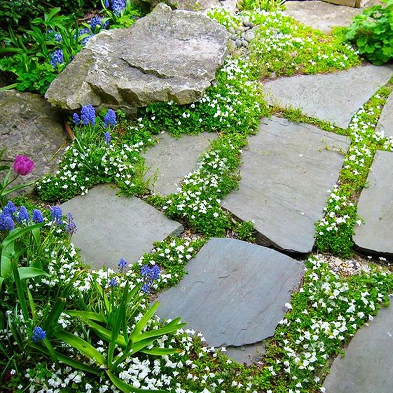 Мазус повзучий "Альба", Mazus reptans 'Alba', Р9