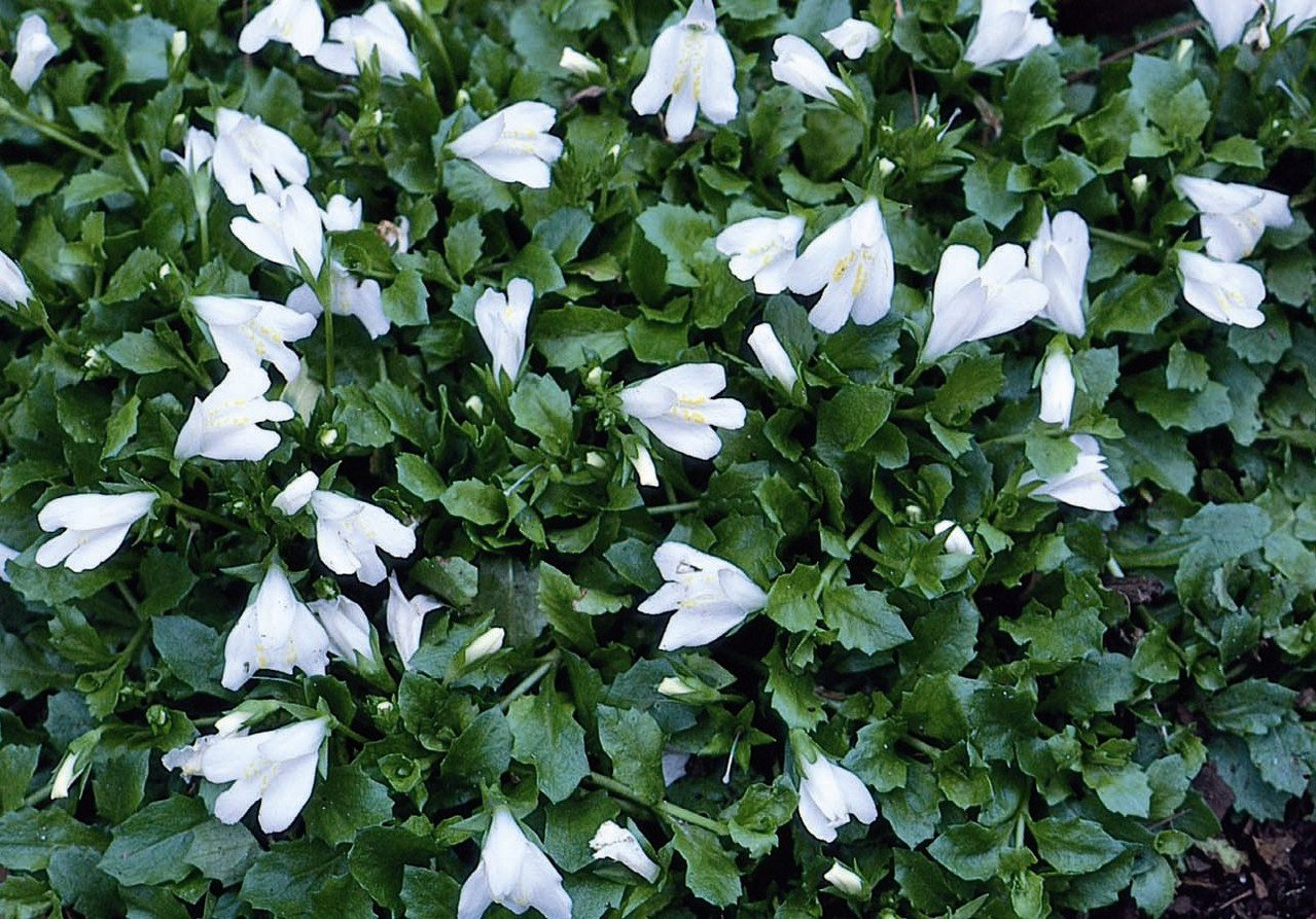 Мазус повзучий "Альба", Mazus reptans 'Alba', Р9 - Зображення 2