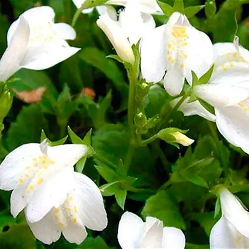 Мазус повзучий "Альба", Mazus reptans 'Alba', Р9 - Зображення 4