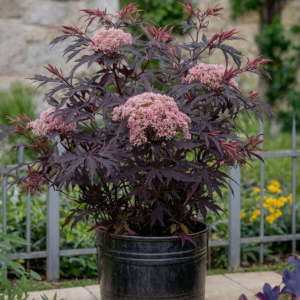 Бузина чорна "Блек Лейс", Sambucus nigra "Black Lace", С1, 5