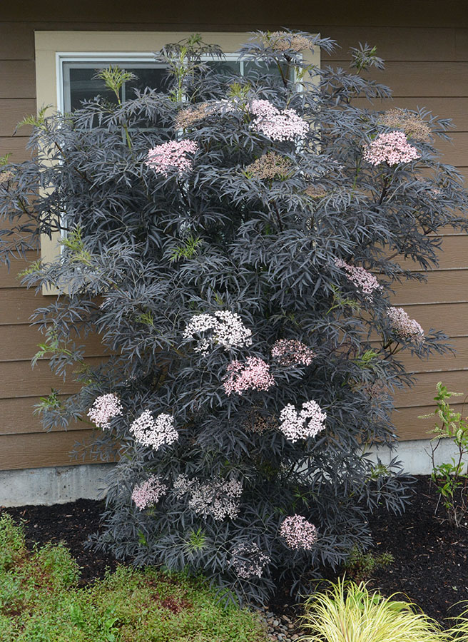 Бузина чорна "Блек Лейс", Sambucus nigra "Black Lace", С1, 5 - Зображення 2