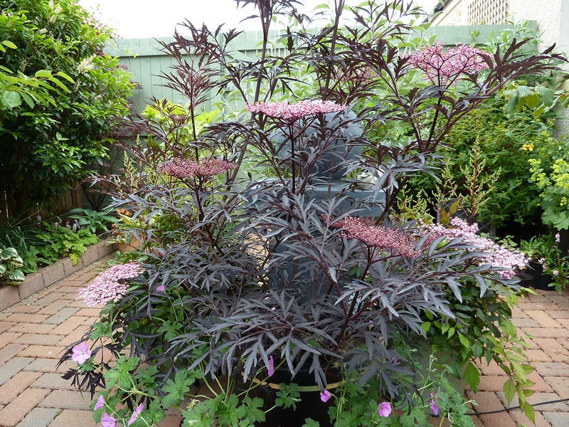 Бузина чорна "Блек Лейс", Sambucus nigra "Black Lace", С1, 5 - Зображення 4