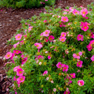 Лапчатка кущова 'Белліссіма', Potentilla fruticosa 'Bellissima', С1, 5