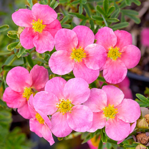 Лапчатка кущова 'Белліссіма', Potentilla fruticosa 'Bellissima', С1, 5 - Зображення 2